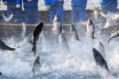 Latest company Solutions about Aquaculture Water Quality Monitoring Solution: Smart Management for Healthy Fish Farming